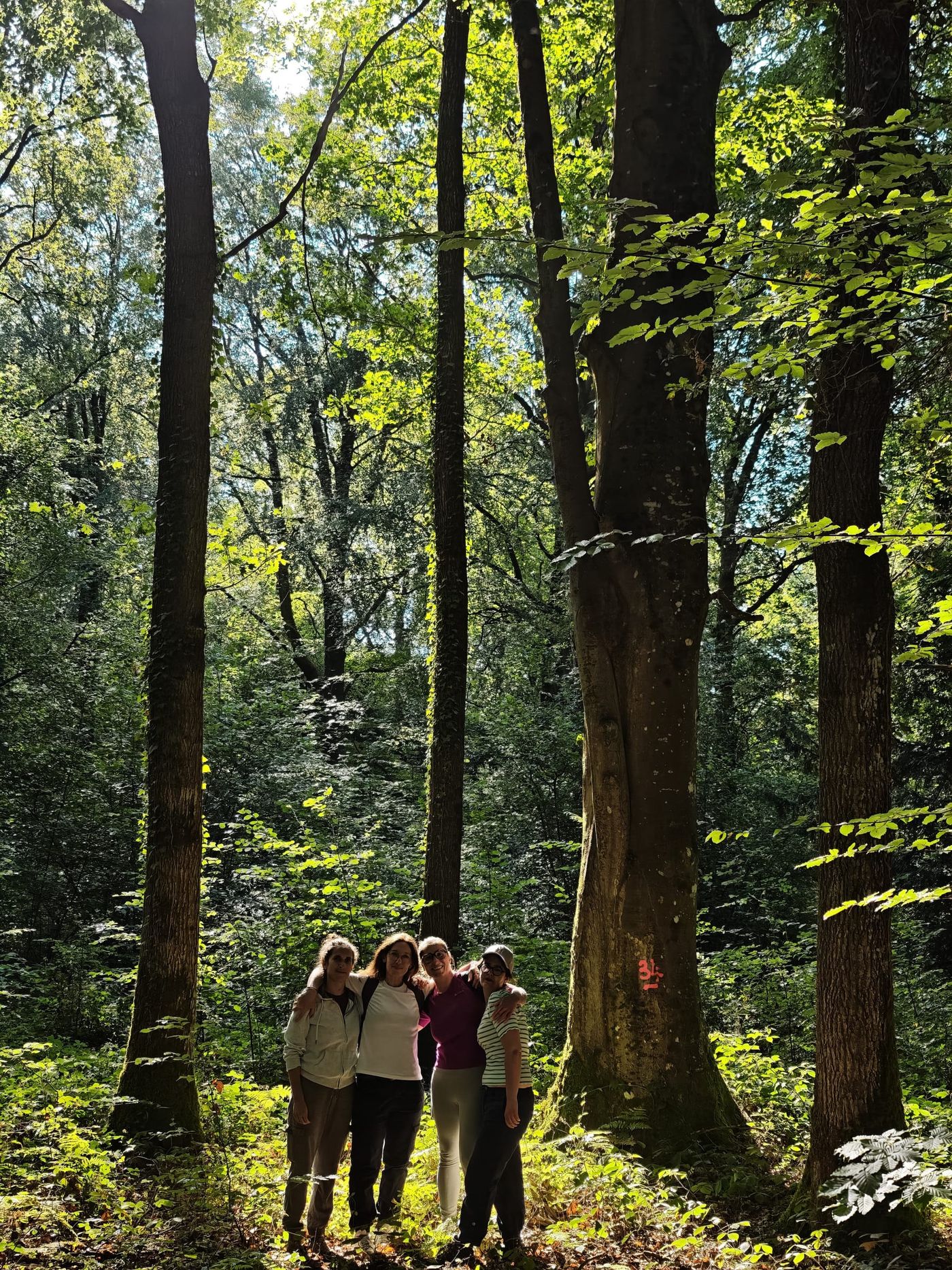 Quatre promeneuses côte à côte au pied de grands arbres, dans une forêt traversée par la lumière