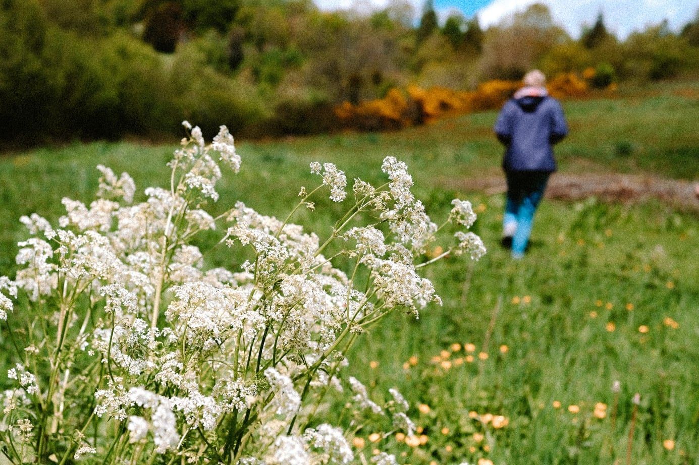 Personne de dos qui marche dans une prairie fleurie, derrière des ombellifères blanches