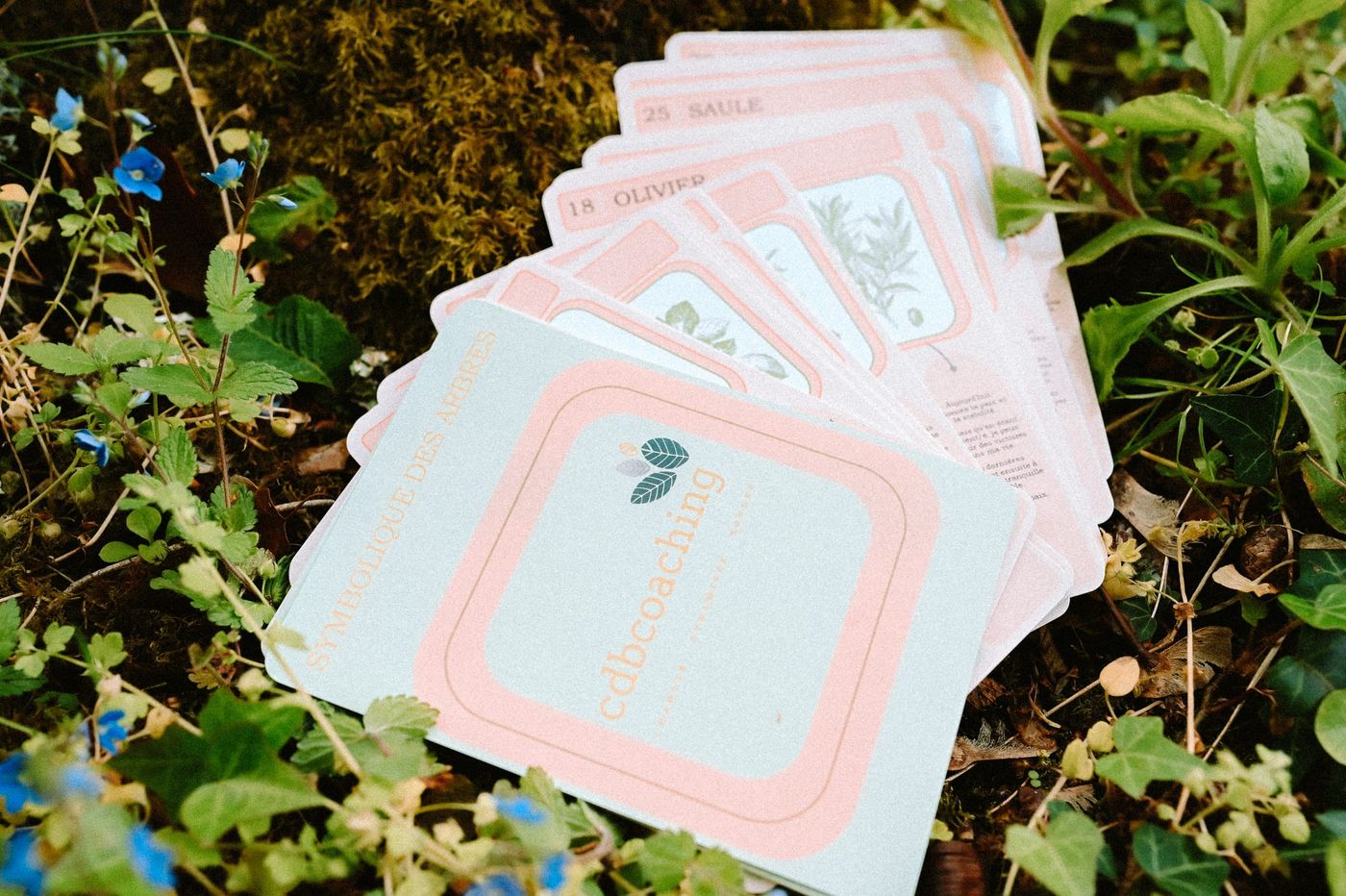 Le jeu de cartes « Symbolique des arbres » de CDB Coaching, étalé en éventail sur la mousse et les feuilles