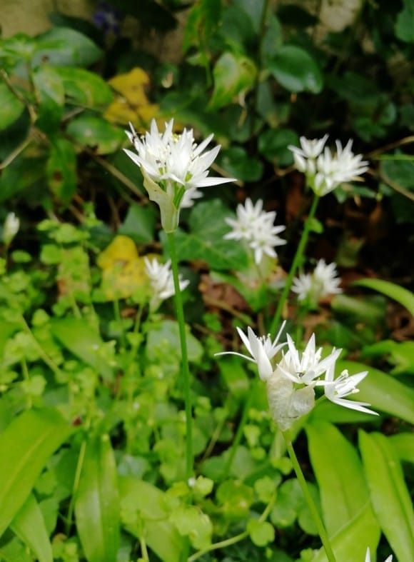 Ail des ours en fleur, une plante sauvage comestible