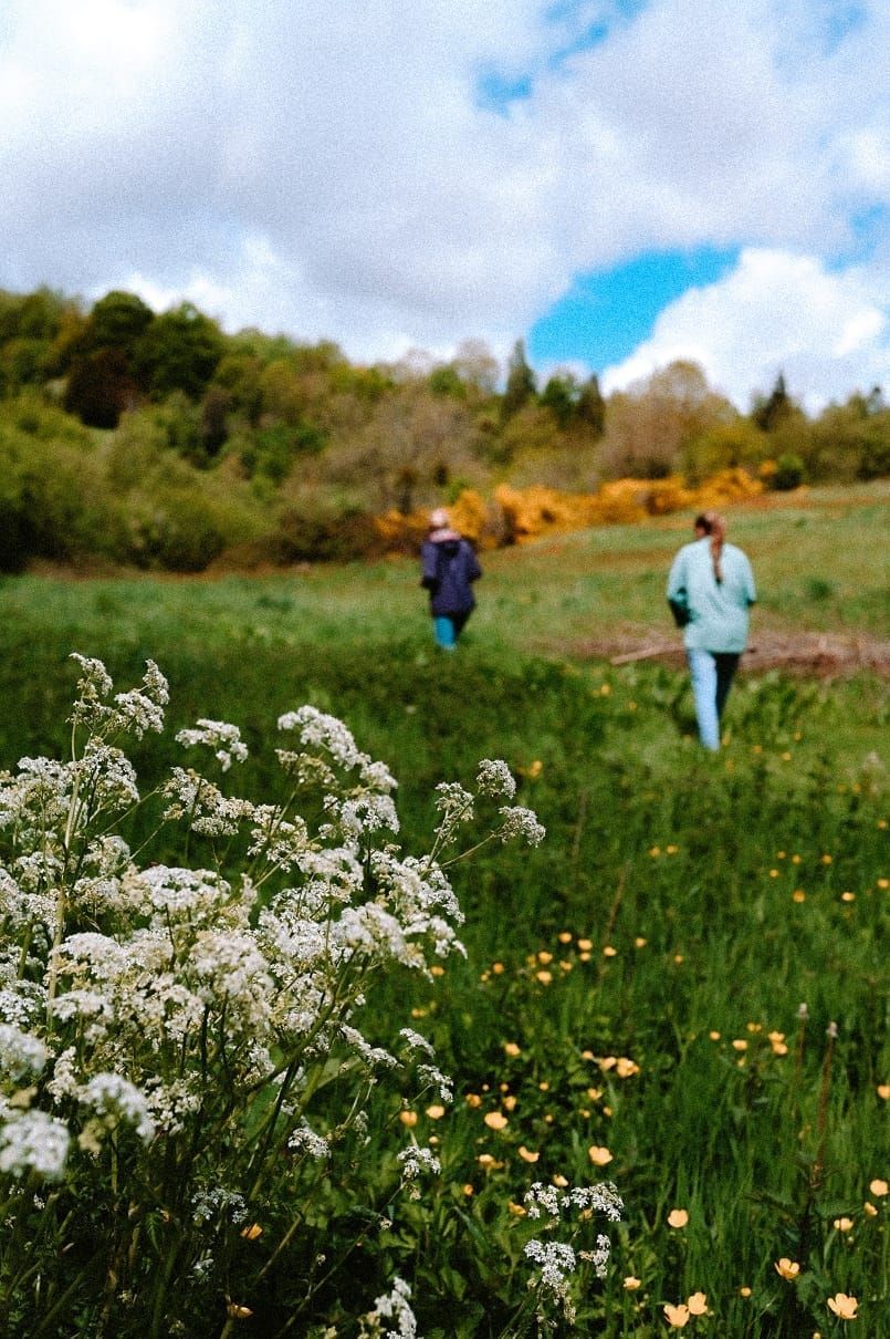 Deux personnes marchant dans un pré fleuri de boutons d'or
