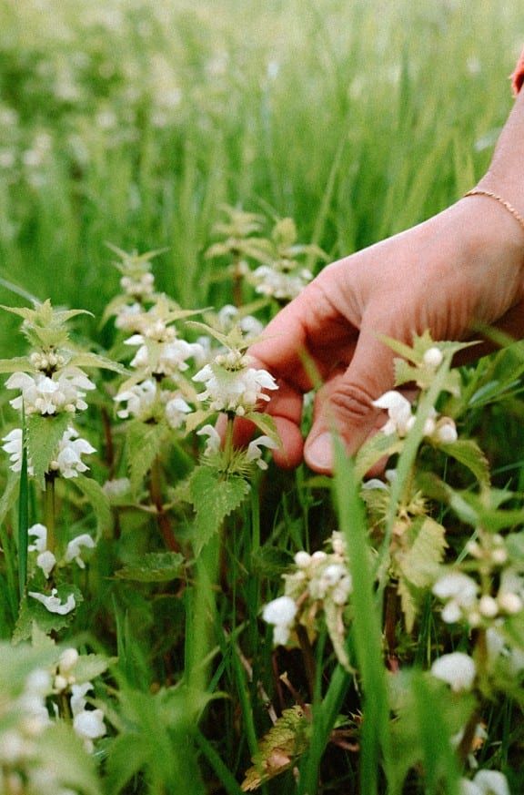 Une main qui cueille des fleurs sauvages blanches dans une prairie