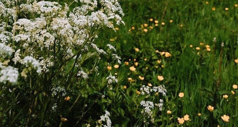 Prairie fleurie de boutons d'or et de fleurs blanches au printemps, dans le Pays d'Auge